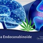 Sistema Endocanabinoide