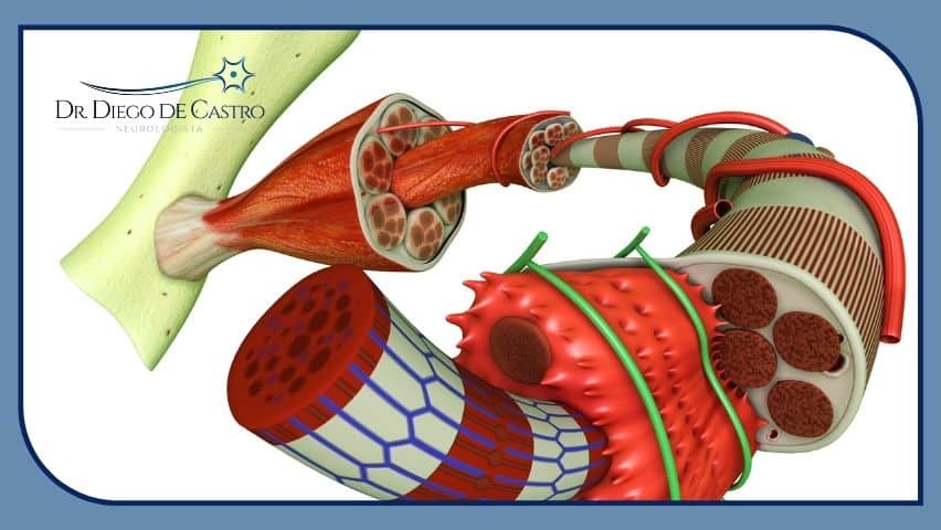 Representação das Fibras Musculares