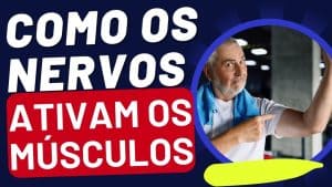 Como os Nervos Ativam os Músculos