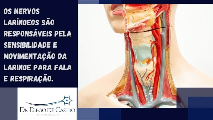 nervos laríngeos