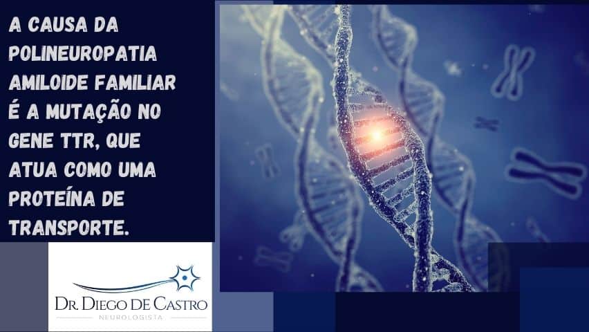 gene TTR