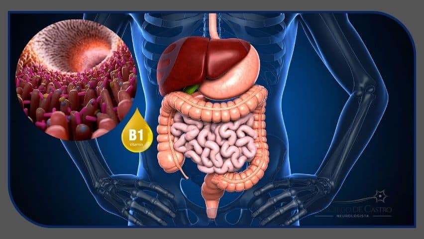 absorção intestinal das vitaminas do complexo B