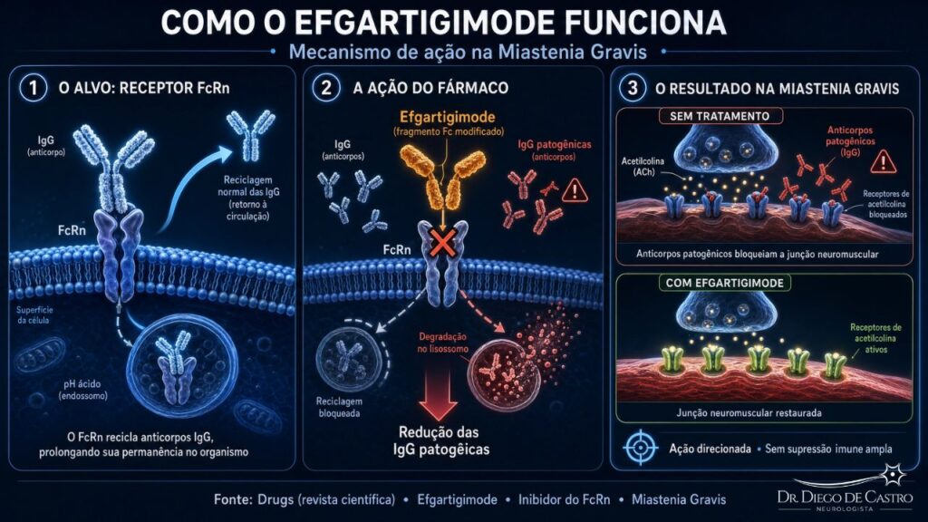 Como o Efgartigimode Funciona Como o Efgartigimode Funciona