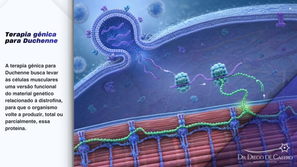 Terapia gênica para Duchenne Visão microscópica detalhada de uma vesícula extracelular (EV) liberando mRNA em uma célula muscular, que é então traduzido em proteína distrofina para reparar a fibra muscular, ilustrando a terapia gênica para Duchenne.