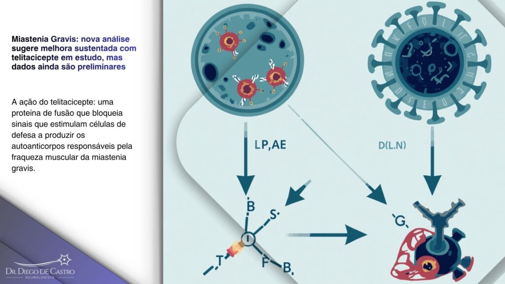 Infográfico esquemático mostrando células de defesa produzindo autoanticorpos e uma proteína de fusão interceptando os sinais que estimulam essa produção, ilustrando o mecanismo de ação do telitacicepte. Infográfico esquemático mostrando células de defesa produzindo autoanticorpos e uma proteína de fusão interceptando os sinais que estimulam essa produção, ilustrando o mecanismo de ação do telitacicepte.