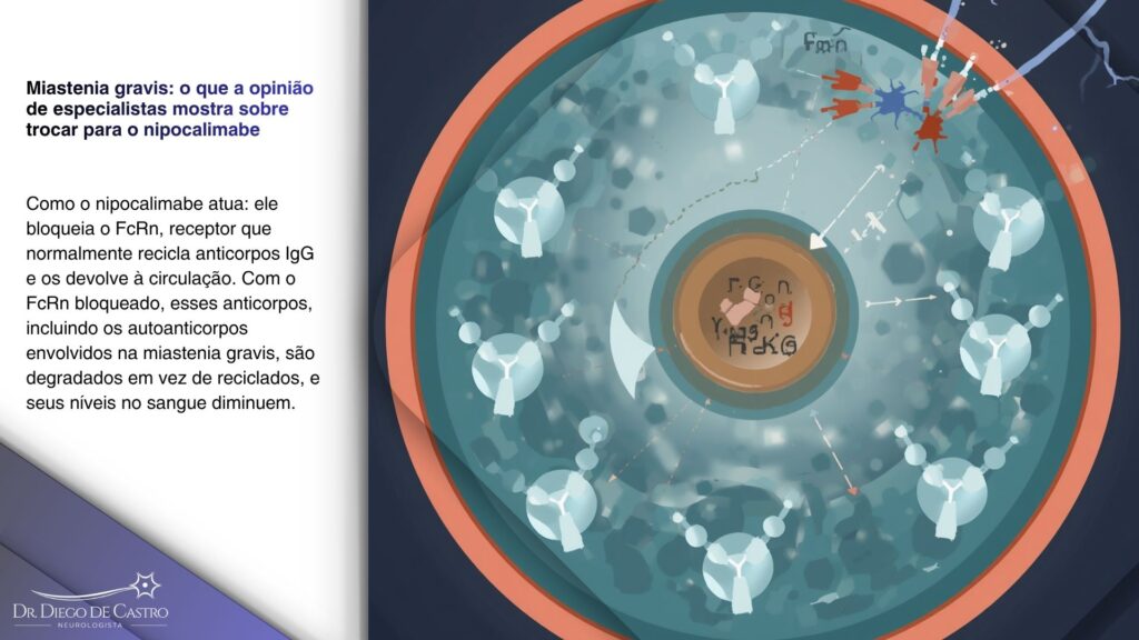 Mecanismo de ação do nipocalimabe Diagrama mostrando o bloqueio do receptor FcRn e a redução da reciclagem de anticorpos IgG